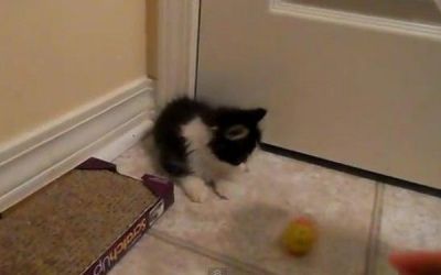 Imaginile cu aceasta pisica au facut zeci de mii de oameni sa planga. De ce e atat de speciala - VIDEO Imaginile cu aceasta pisica au facut zeci de mii de oameni sa planga. De ce e atat de speciala - VIDEO