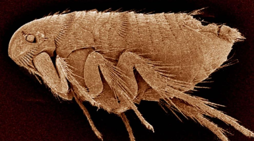 (P) Cum să scapi definitiv de purici: Dezinsecție profesională pentru confortul tău