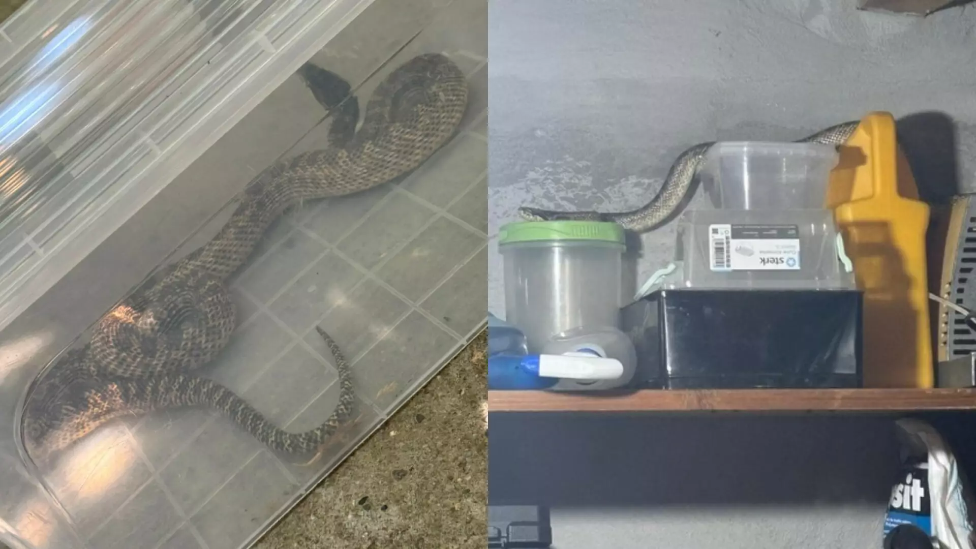 Un balaur dobrogean de peste un metru, găsit &icirc;ntr-o locuință din 2 Mai. Jandarmii au intervenit de urgență