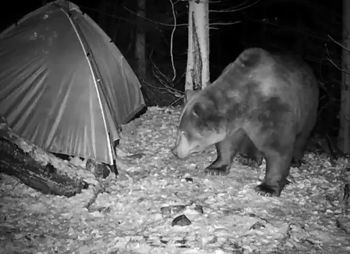 Turismul la urs, fenomen periculos &icirc;n Poiana Brașov: Autoritățile descoperă momeală pusă intenționat pentru animale