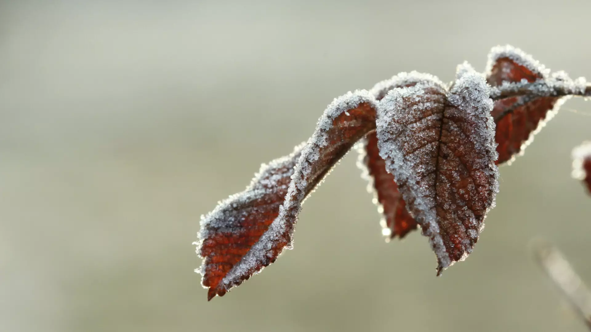 Temperaturile scad brusc săptăm&acirc;na viitoare &icirc;n toată țara. ANM: Minimele ating -3 grade, este așteptată brumă