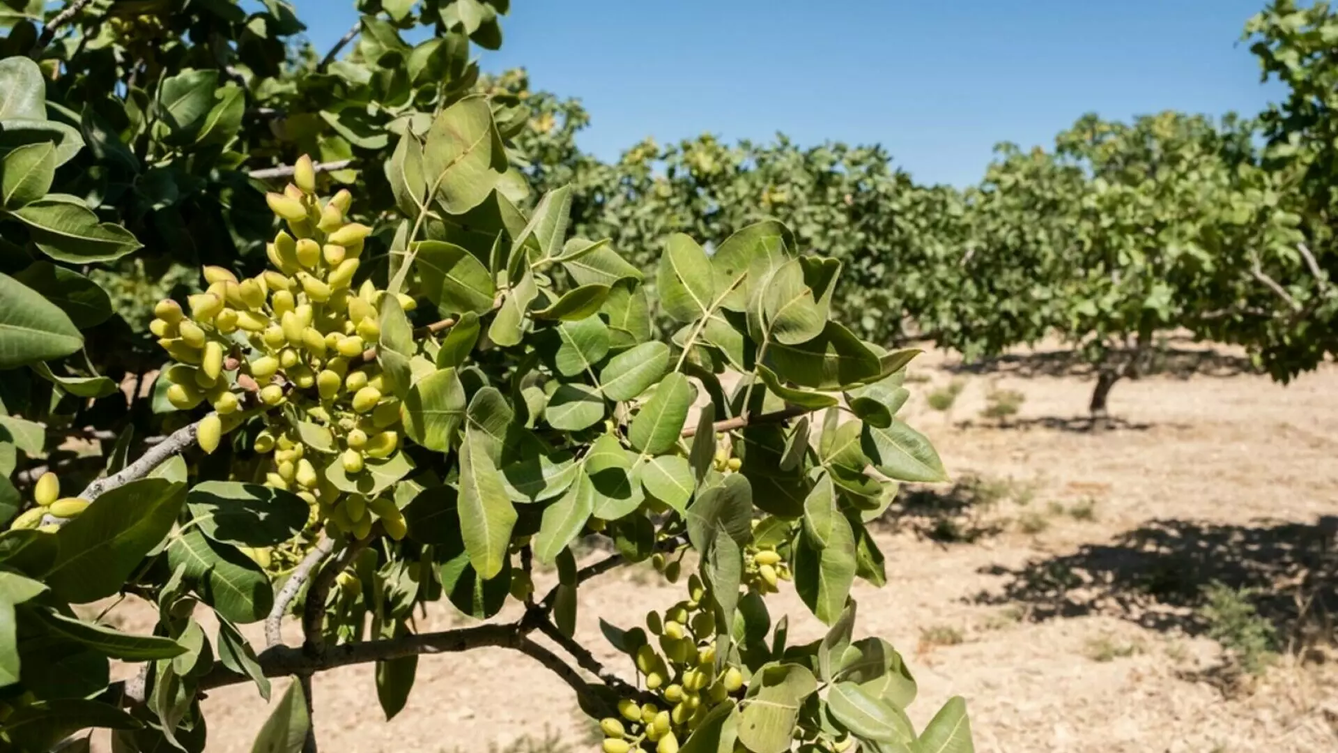 O t&acirc;nără rom&acirc;ncă angajează cel puțin 30 de muncitori la o fermă de fistic din Spania. Salariul, 12,50 euro pe oră