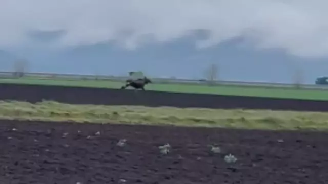 Un animal dispărut din România de 200 de ani, filmat pe un câmp din Alba. Specialiștii încearcă să afle de unde a venit