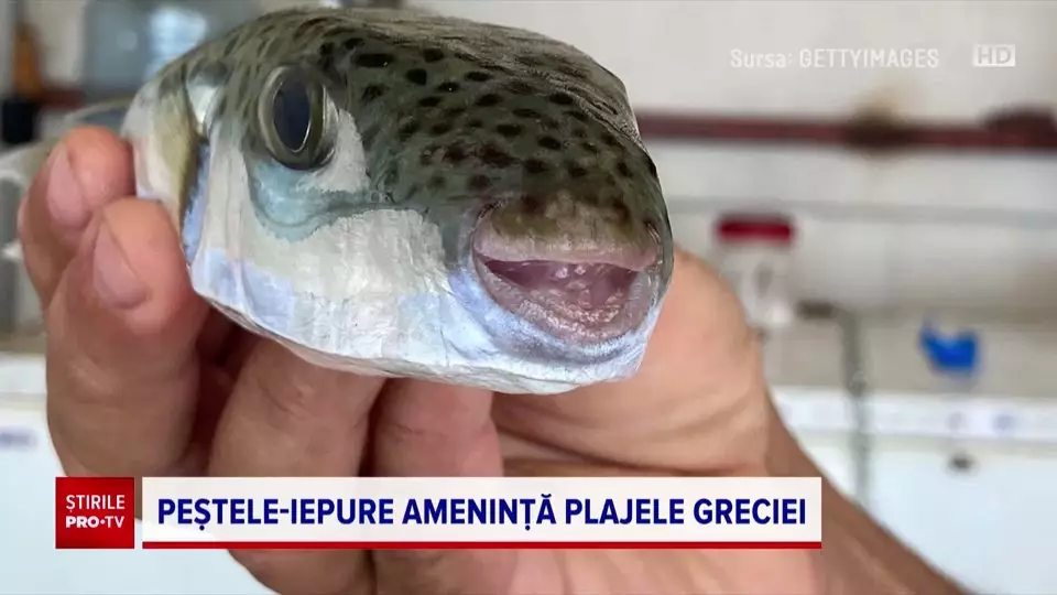 Alertă în destinația de vacanță a românilor. Mai mulți turiști au ajuns la spital după ce au fost mușcați de peștele-iepure