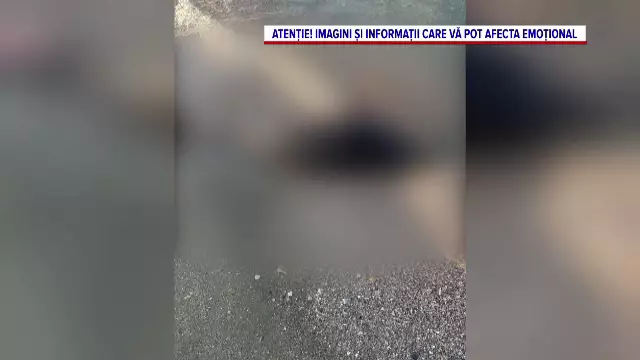 Aproape 100 de delfini au eșuat pe litoralul românesc de la începutul anului. Specialiștii trag un semnal de alarmă