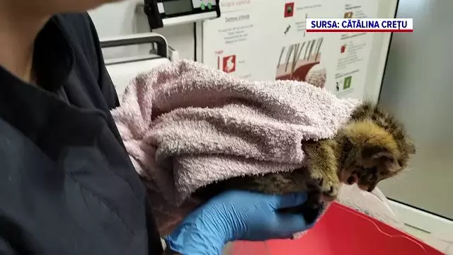 O femeie a găsit un pui de pisică și l-a luat acasă. După ce l-a dus la veterinar, pentru că era agresiv, a avut o surpriză