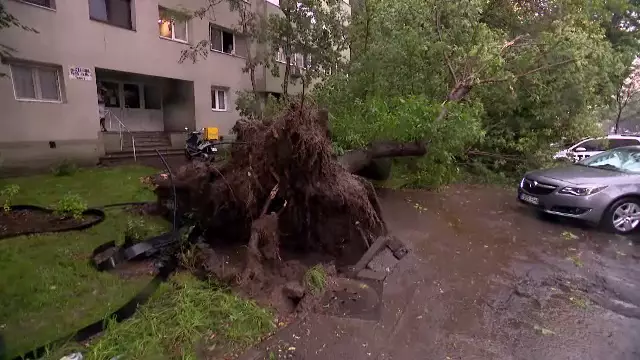 Vijelia a făcut ravagii în Capitală: copaci și stâlpi doborâți peste șosea. Gara de Nord a rămas fără curent pe linii