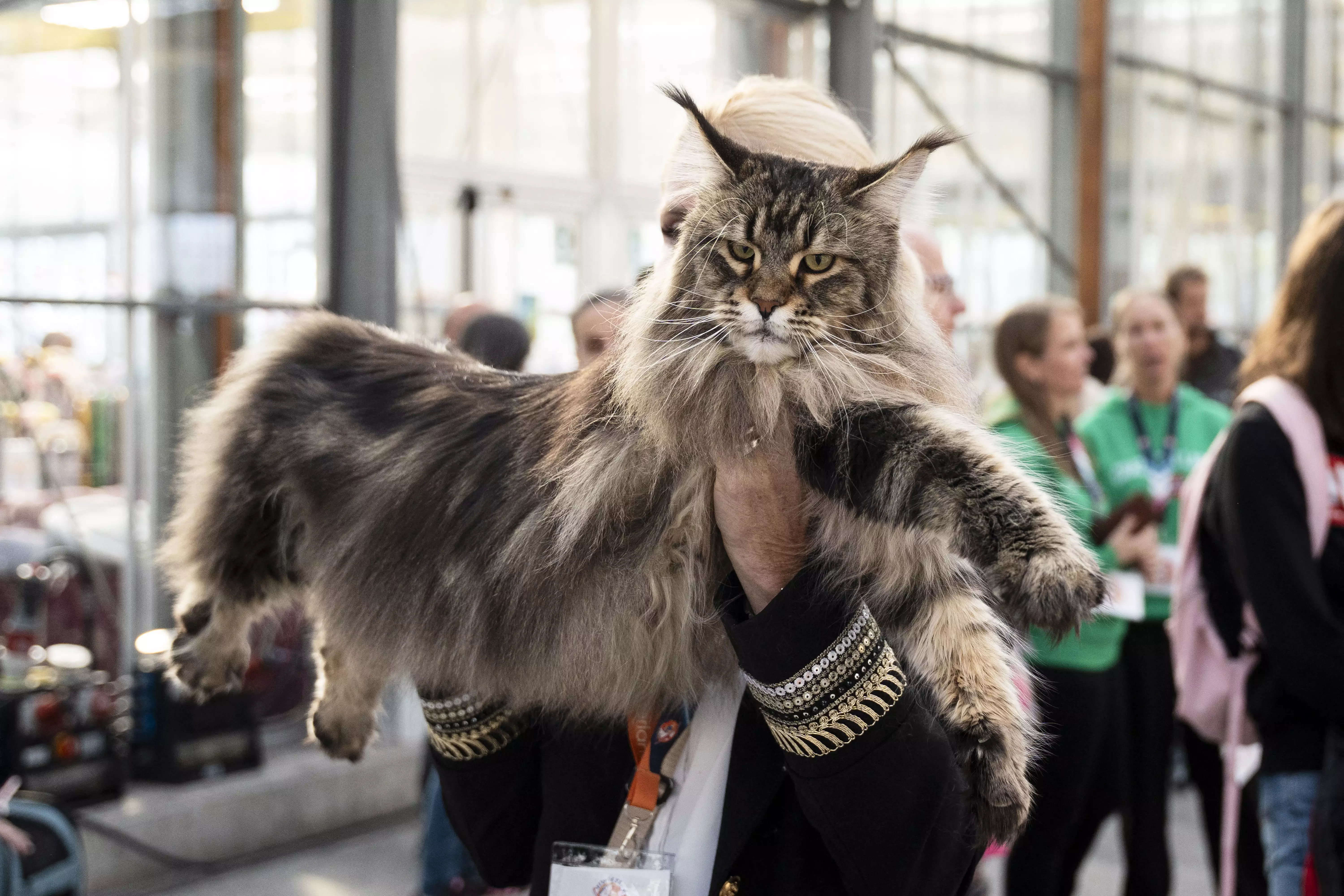 Cea mai frumoasă pisică din lume a fost desemnată la Amsterdam. Cine este Olimpia, felina care a cucerit juriul. FOTO