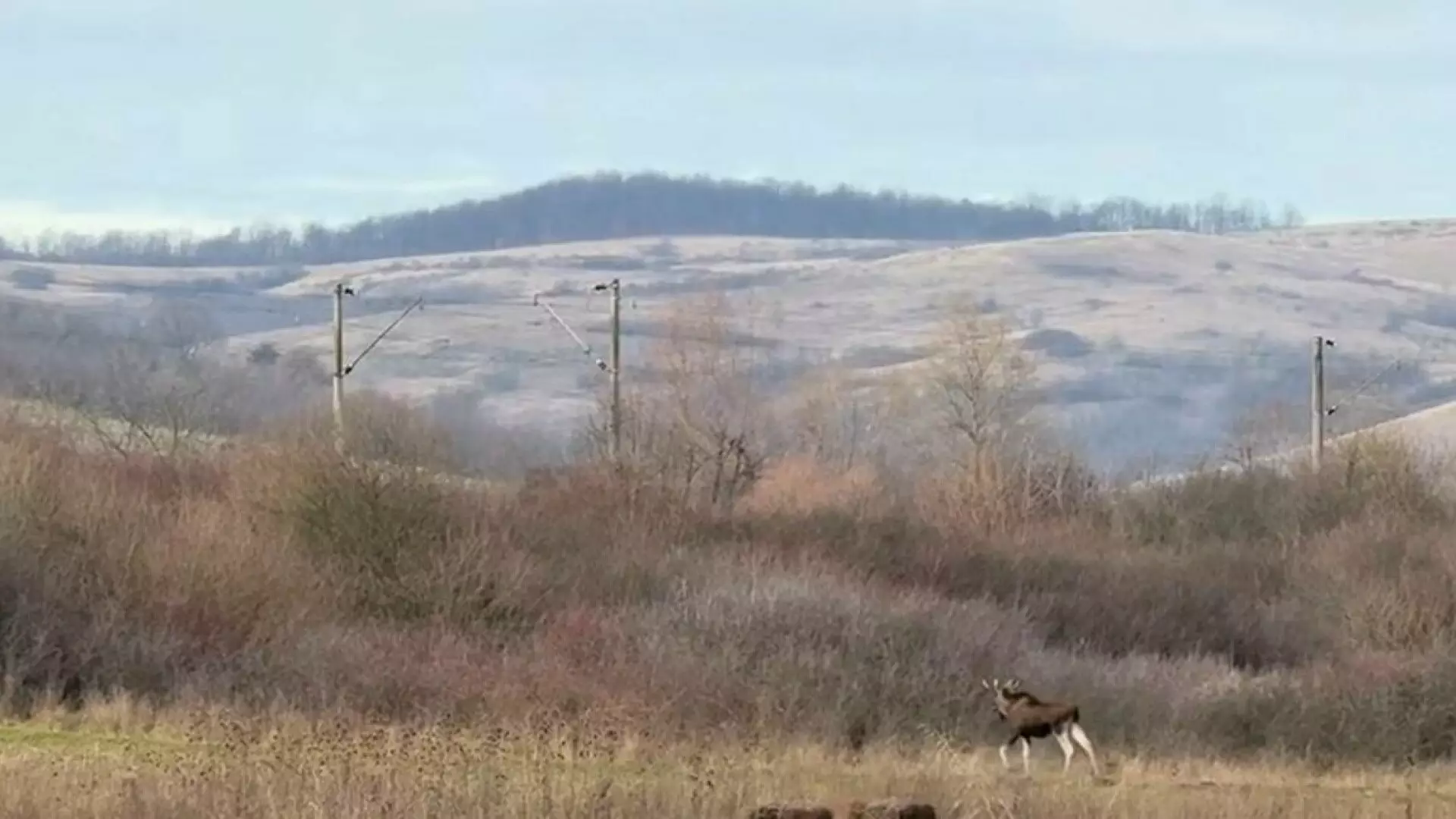 Descoperire importantă &icirc;n Rom&acirc;nia. Animalul filmat &icirc;n Hunedoara. &bdquo;Nu se ştie de unde ar fi putut veni&rdquo;
