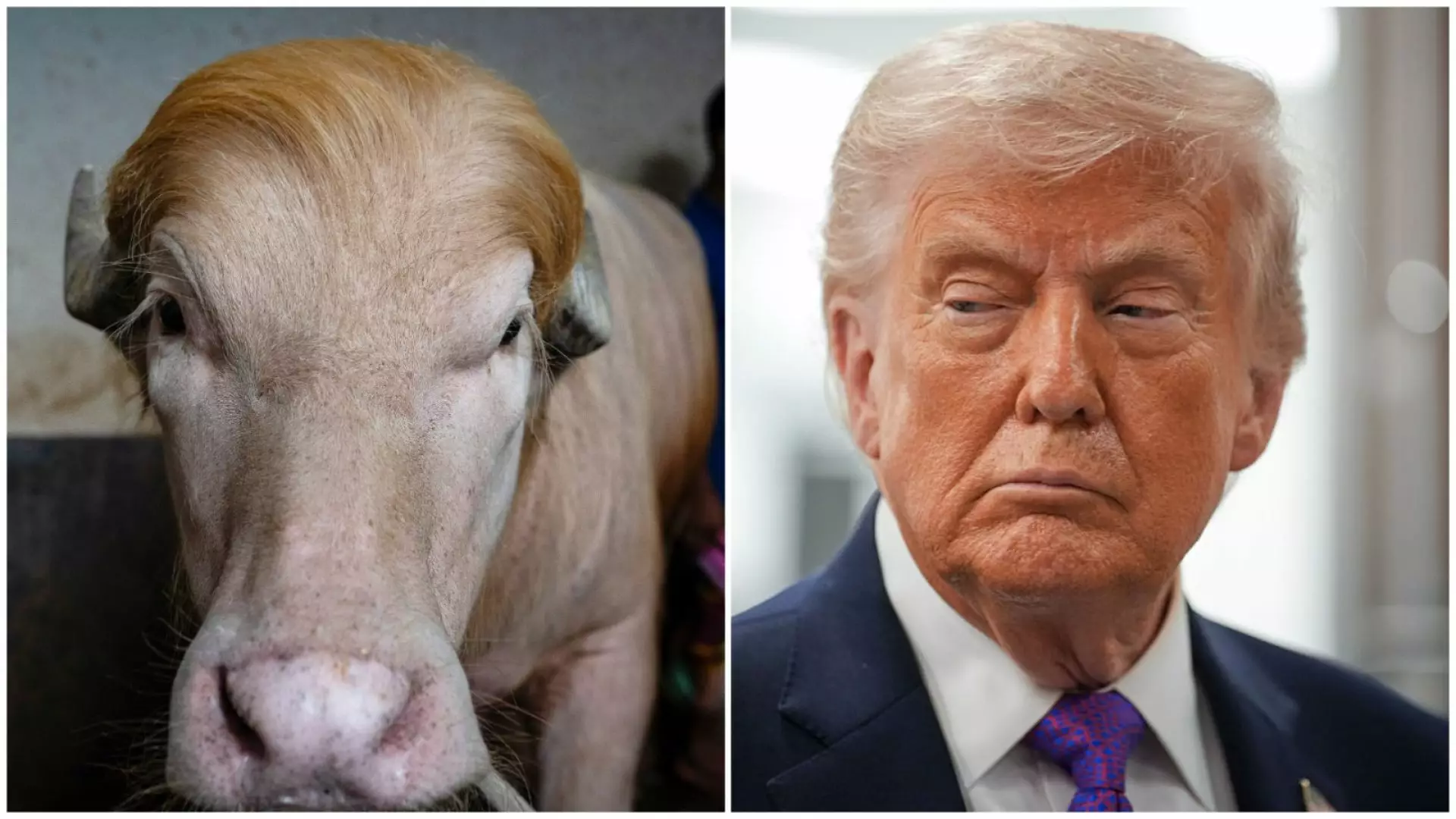 Bivolul albinos „Donald Trump” a scăpat de sacrificiu după ce a devenit vedetă pe rețelele sociale | GALERIE FOTO