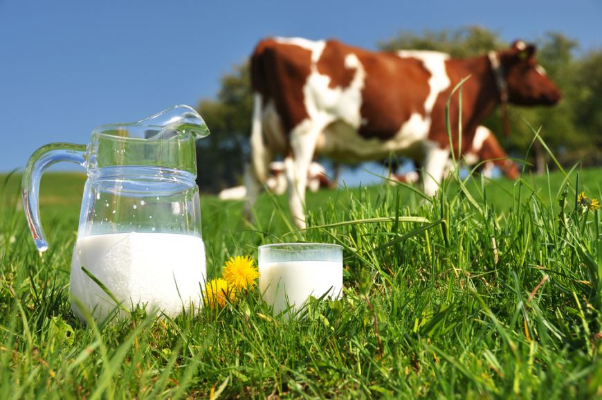 
	Noua inventie a cercetatorilor: vaci modificate genetic care dau lapte antialergic
