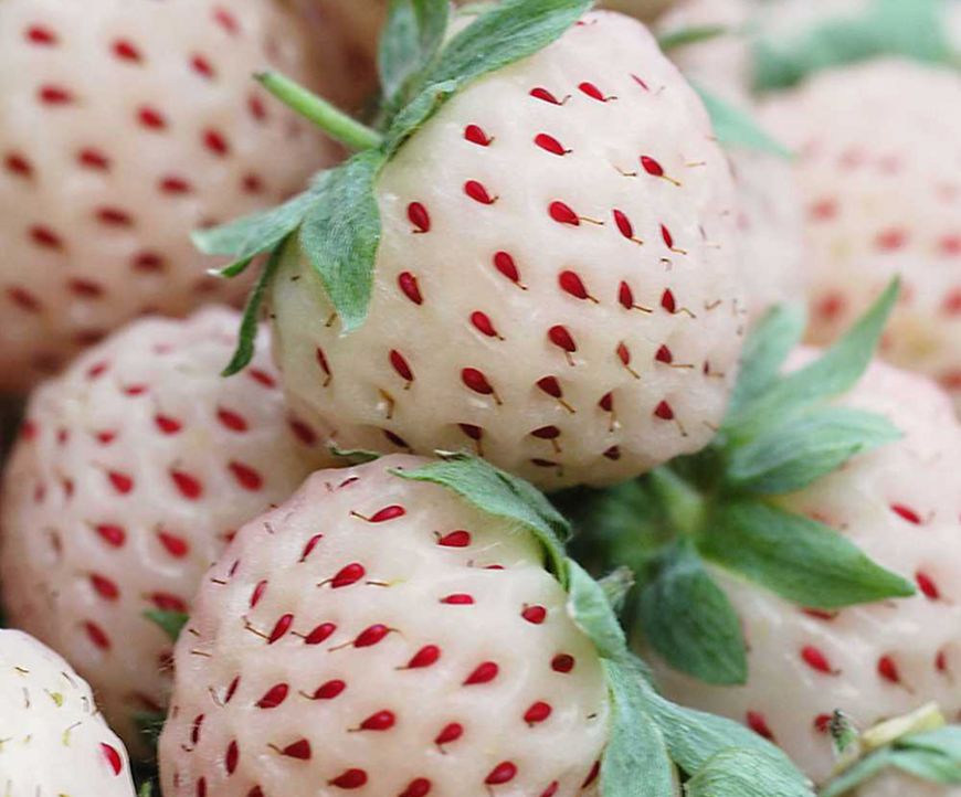 
	9 fructe hibrid pe care trebuie sa le incerci macar o data in viata

