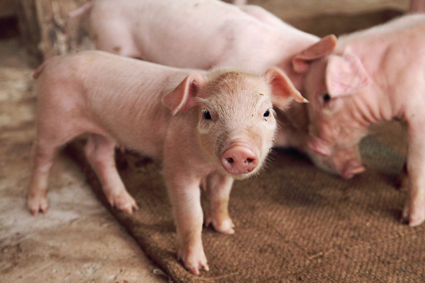 
	Noua bomba din industria alimentara: carne de porc, transformata in carne de vita cu ajutorul chimicalelor
