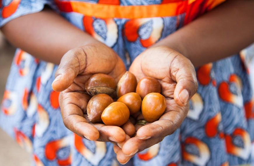 
	Fructul care poate sa scoata Africa din saracie

