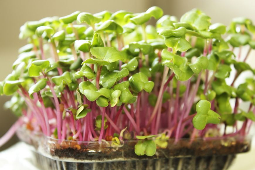 Arata ca legume in miniatura, dar au de 40 de ori mai multi nutrienti. Cum poti gati cu microplante
