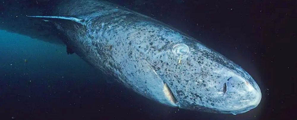 Descoperire incredibilă a cercetătorilor. Ce au găsit în apele adânci din Caraibe i-a șocat