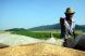 Gerul a compromis culturile de grane. Vom cumpara mai scump la vara?