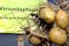 Totul despre cartoful modificat genetic: este sau nu daunator?
