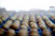 Autoritatile au confiscat 300 de tone de oua de provenienta suspecta