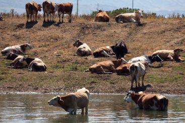 Vaca romaneasca are carnea tare, pentru ca e... stresata!