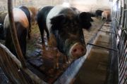 Cresti porci sau macar gaini? Ministerul Agriculturii iti promite bani daca ai grija de bunastarea animalelor !