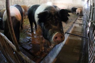 Terapie antistres pentru animale cu bani de la UE