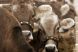 Numai in Romania se poate intampla: statul a risipit 34 mil. euro pe subventii pentru vaci inexistente!