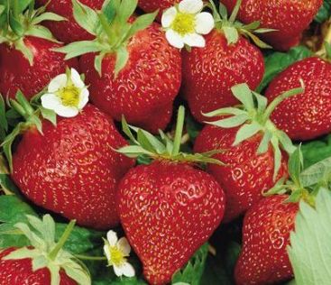 Capsunele pleaca de la producatori cu 4 lei. In piete ajung sa coste peste 10 lei