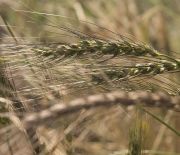 Paine mai scumpa! Din cauza ploilor, faina noastra nu-i buna de nimic