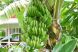 
	Uitati de mere sau prune! Romanii s-au pus pe cultivat banane, curmale si kiwi. VIDEO
