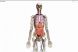 
	Google lanseaza harta 3D a corpului uman! VIDEO
