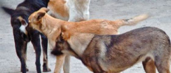 Seful Autoritatii pentru Supravegherea si Protectia Animalelor: Nu strangem toti cainii, ca ne napadesc pisicile si sobolanii