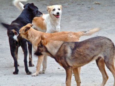 Seful Autoritatii pentru Supravegherea si Protectia Animalelor: Nu strangem toti cainii, ca ne napadesc pisicile si sobolanii