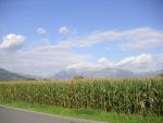 Bulgaria interzice porumbul modificat genetic! Ce produse romanesti contin OMG si cum iti afecteaza sanatatea!