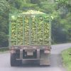 Exportam de doua ori mai multe banane decat morcovi si pepeni! VIDEO
