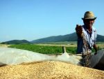 Efectul crizei din Libia: se ieftinesc cerealele! Pretul graul, cel mai mare declin din 2008 si pana acum!