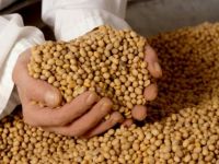 
	Romania vrea sa cultive soia modificata genetic pentru furajele animalelor. Cum comentezi? VIDEO

