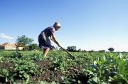 Cum vor sa scape proprietarii de terenurile parloaga: le vand pentru agricultura eco