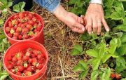 Dupa ce s-au specializat in Spania, capsunarii romani le iau locul polonezilor in Germania