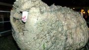 A murit Shrek , oaia care a bagat 55 de milioane de euro in visteria Noii Zeelande