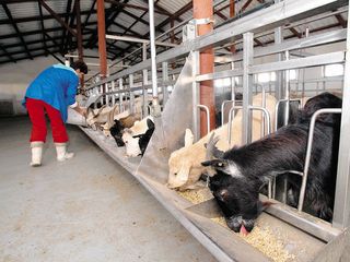 Cum si-a facut un veterinar o fabrica in apropriere de Cluj in care produce branza de capra in stil frantuzesc