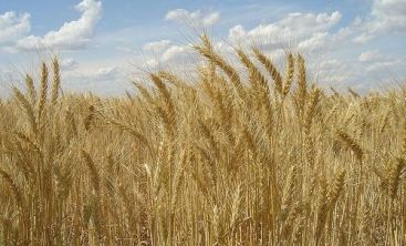 Avem recolta record la grau. Si totusi, painea nu se va ieftini. Vezi de ce VIDEO