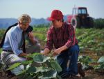 Vremea capricioasa nu-i convinge pe agricultori sa-si asigure culturile. Pagubele ajung la sute de milioane de euro