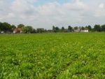 Agricultura autohtona, la pamant. Ar putea hrani patru tari, dar aduce doar 0,3% in PIB