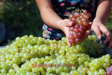 Un an cum rar se pomeneste. Vom avea o productie de vin de doua ori mai mare fata de 2010. VIDEO