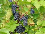 Vinul romanesc, pe mesele americanilor. Cum fac afaceri impreuna 6 producatori de vin