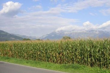 UE risca o criza alimentara din cauza neintelegerilor privind ajutoarele pentru saraci. Ce tari au cele mai mari recolte VIDEO