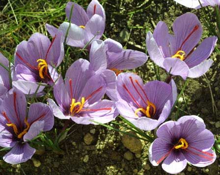 Flori de sofran
