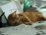Pana in 2020, reclamele cu pisici vor reprezenta 90% din continutul publicitar al web-ului . Cum faci bani din inregistrarile cu feline VIDEO