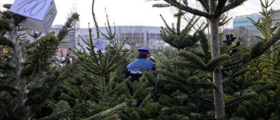 Peste 1.700 de brazi taiati ilegal, confiscati de politisti in ultimele doua saptamani